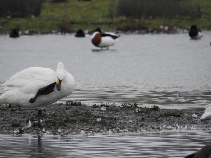 Bewick's swan Maisemore.